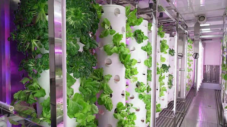 Automatic Smart Lettuce/Microgreen/Mushroom/Vegetables Planting System Growing Cabinet Container Farms