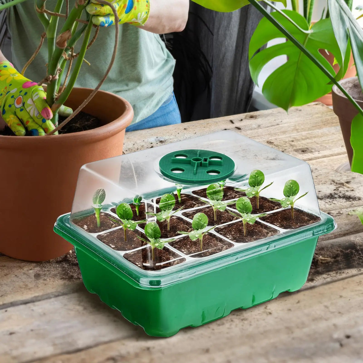 12-Cell Seed Starter Tray