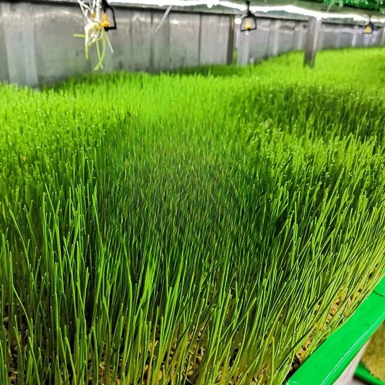 ORME Electric Automatic Mung Bean Alfalfa Sprout Equipment Lettuce Seed Sprout Growing Germination Machine