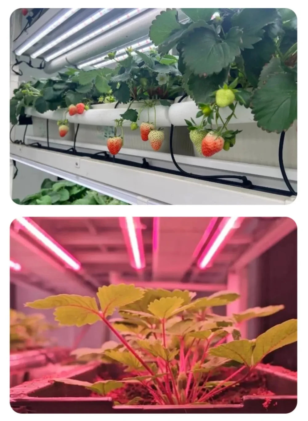 Smart Vertical Hydroponic Container Farm Fully Automatic Strawberry Vegetable Growing Equipment  for Commercial Plant Factory