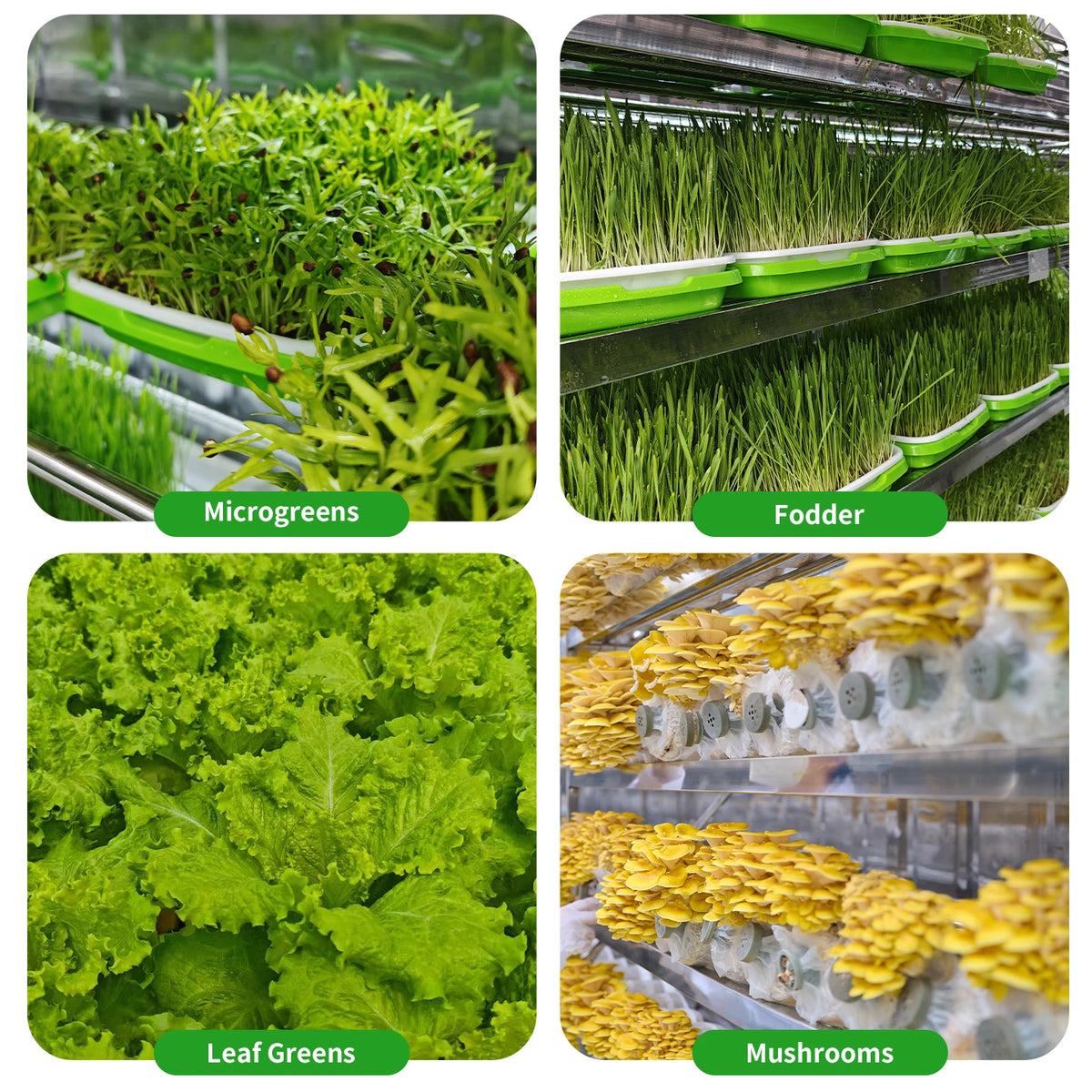 Automatic Smart Large Mushroom/Vegetables Planting System Growing Cabinet Container Farms with 304 Stainless Steel