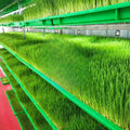 ORME Electric Automatic Mung Bean Alfalfa Sprout Equipment Lettuce Seed Sprout Growing Germination Machine