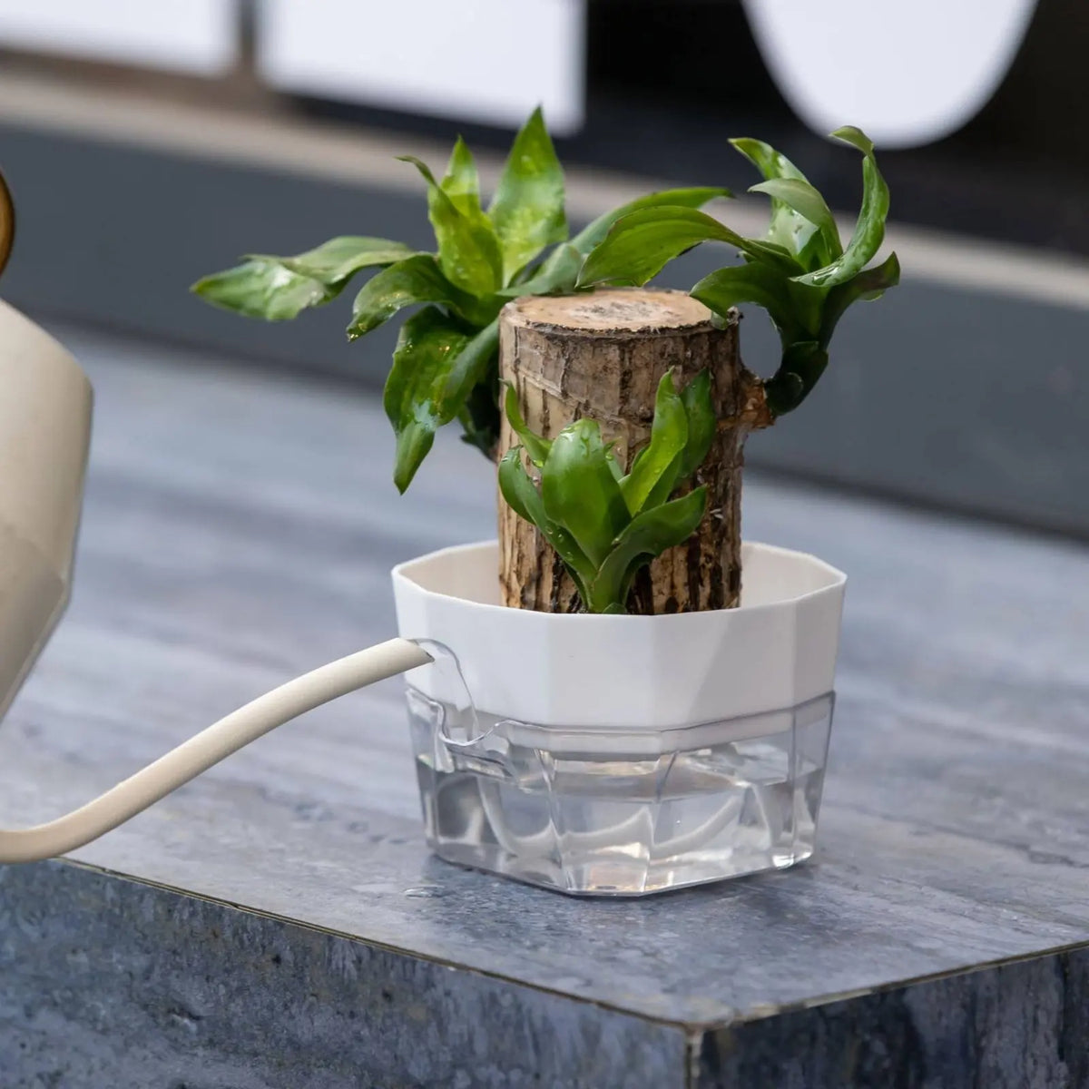 Hydroponic Bulb Vase