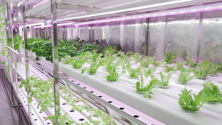 Automatic Smart Lettuce/Microgreen/Mushroom/Vegetables Planting System Growing Cabinet Container Farms
