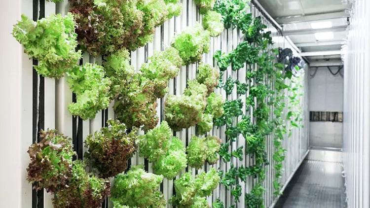 Automatic Smart Lettuce/Microgreen/Mushroom/Vegetables Planting System Growing Cabinet Container Farms