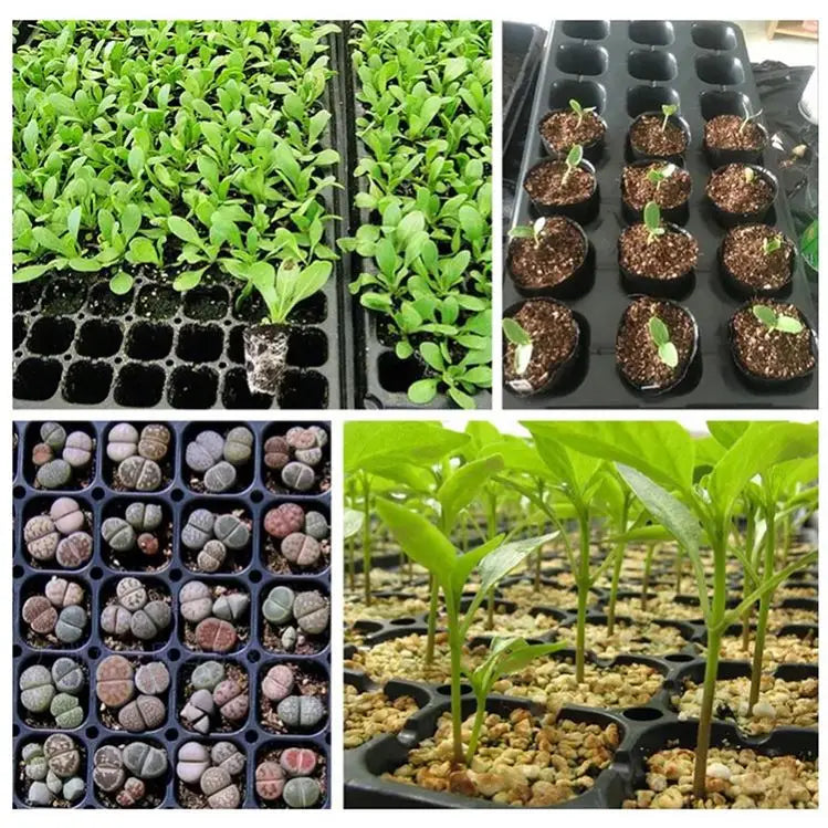 Automated Nursery Equipment for Vegetable and Flower Seedlings Complete Production Line With Intelligent Seeding System