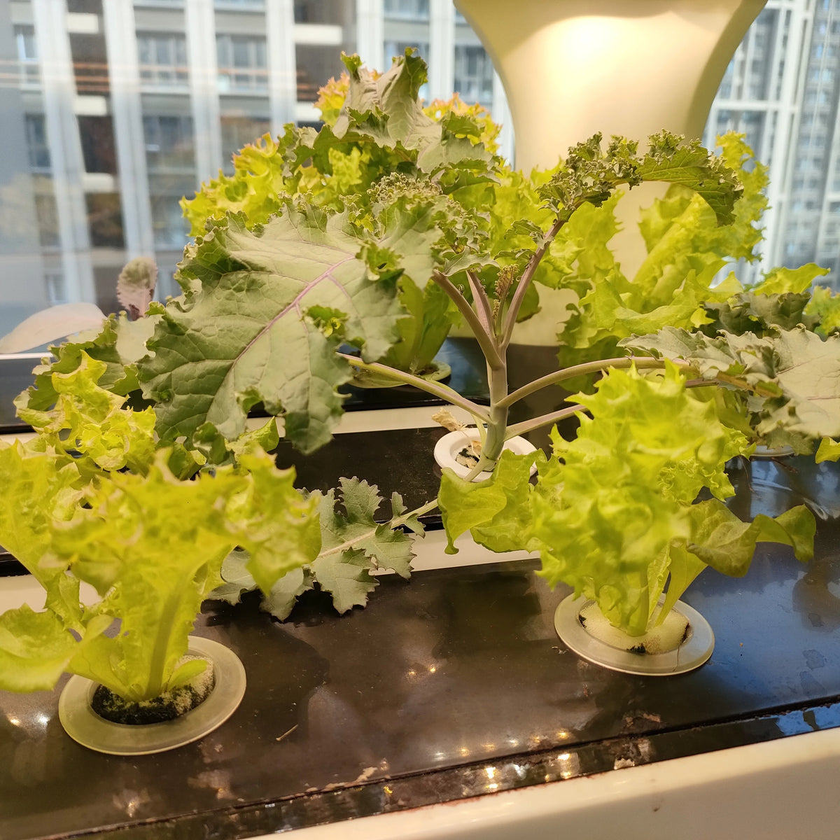 Automatic Indoor Hydroponic Growing System Vertical Farming Leafy Vegetable Planting Intelligent Vegetable Growing Cabinet