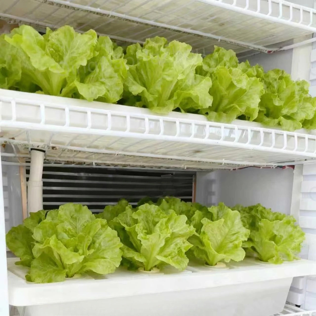 HEZHOU HZ-3 Indoor Hydroponic Multi-Layer Smart Automatic Vertical Farming Planting Cabinet PLC Control | Vegetable Growing